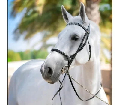Stallion Semen Analysis guide with SFT Veterinary standards, CASA system, Sperm Motility, Sperm Morphology, and Built-in heating stage for equine breeding soundness